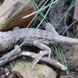 Amphibolurus muricatus at Bolaro, NSW - 16 Apr 2021 11:05 AM