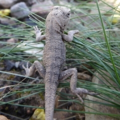 Amphibolurus muricatus at Bolaro, NSW - 16 Apr 2021