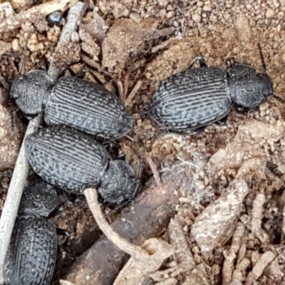 Adelium porcatum (Darkling Beetle) at Majura, ACT - 20 Apr 2021 by trevorpreston