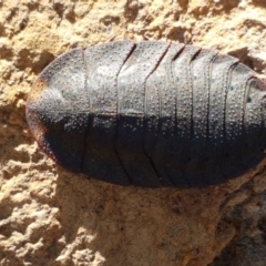 Unidentified Cockroach (Blattodea, several families) (TBC) at Majura, ACT - 20 Apr 2021 by tpreston