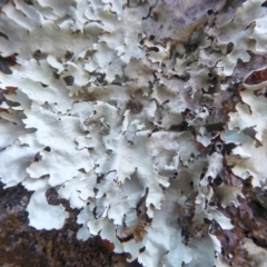 Lichen - foliose at Bolaro, NSW - 16 Apr 2021