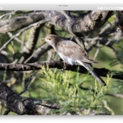 Cacomantis flabelliformis (Fan-tailed Cuckoo) at Wingecarribee Local Government Area - 12 Apr 2021 by NigeHartley