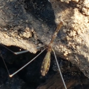 Leistarches serripes at Majura, ACT - 20 Apr 2021 10:45 AM