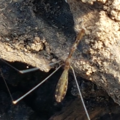 Leistarches serripes (Mantis assassin bug) at Majura, ACT - 20 Apr 2021 by tpreston