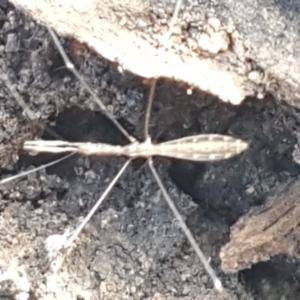 Leistarches serripes at Majura, ACT - 20 Apr 2021 10:45 AM