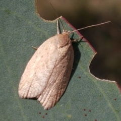 Heliocausta undescribed species (A concealer moth) at Majura, ACT - 20 Apr 2021 by tpreston