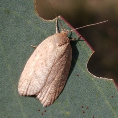 Heliocausta undescribed species (A Concealer moth (Wingia group)) at Majura, ACT - 20 Apr 2021 by trevorpreston
