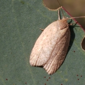 Heliocausta undescribed species at Majura, ACT - 20 Apr 2021