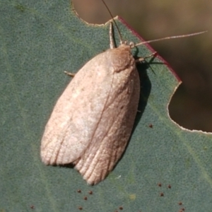 Heliocausta undescribed species at Majura, ACT - 20 Apr 2021