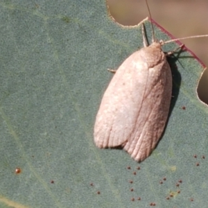 Heliocausta undescribed species at Majura, ACT - 20 Apr 2021