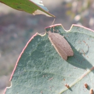 Heliocausta undescribed species at Majura, ACT - 20 Apr 2021