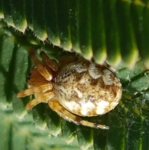 Araneus hamiltoni at Majura, ACT - 20 Apr 2021 11:07 AM