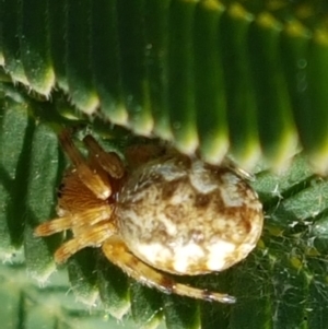 Araneus hamiltoni at Majura, ACT - 20 Apr 2021