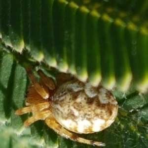 Araneus hamiltoni at Majura, ACT - 20 Apr 2021