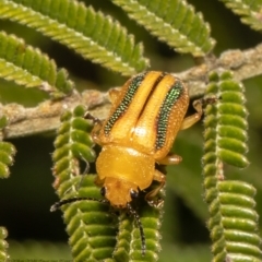 Calomela juncta (Leaf beetle) at Latham, ACT - 20 Apr 2021 by Roger