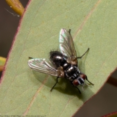 Tachinidae (family) (Unidentified Bristle fly) at Black Mountain - 20 Apr 2021 by Roger