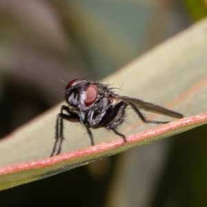 Tachinidae (family) at Bruce, ACT - 20 Apr 2021