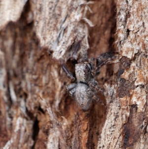 Servaea sp. (genus) at Majura, ACT - 19 Apr 2021 02:00 PM