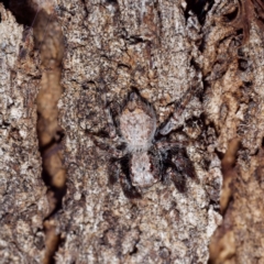 Servaea sp. (genus) at Majura, ACT - 19 Apr 2021 02:00 PM