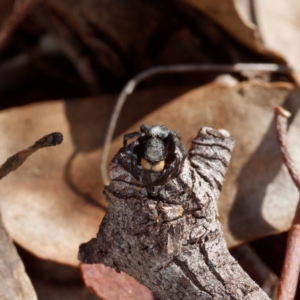 Salticidae sp. 'Golden palps' at Majura, ACT - 19 Apr 2021