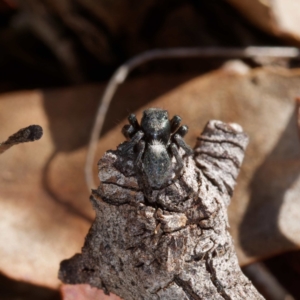 Salticidae sp. 'Golden palps' at Majura, ACT - 19 Apr 2021