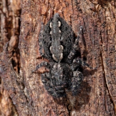 Unidentified Spider (Araneae) at Pialligo, ACT - 19 Apr 2021 by DPRees125