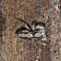 Clynotis severus (Stern Jumping Spider) at Majura, ACT - 19 Apr 2021 by DPRees125