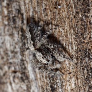 Clynotis severus at Majura, ACT - 19 Apr 2021