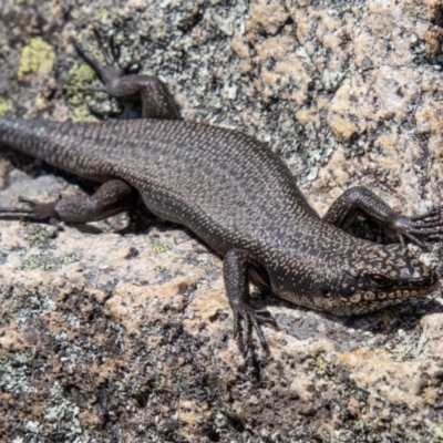 Egernia saxatilis (Black Rock Skink) at Namadgi National Park - 12 Apr 2021 by SWishart