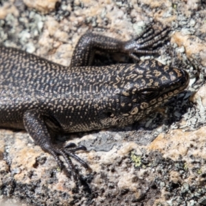 Egernia saxatilis at Tennent, ACT - 12 Apr 2021 12:01 PM