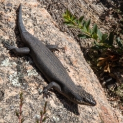 Egernia saxatilis (Black Rock Skink) at Tennent, ACT - 12 Apr 2021 by SWishart