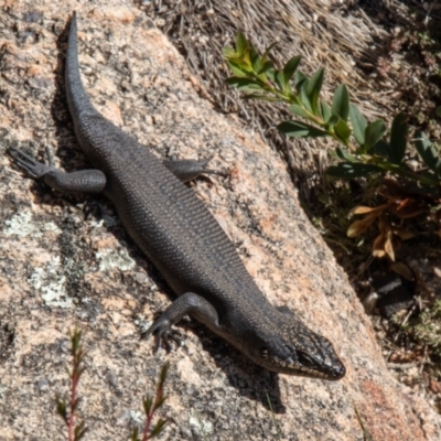 Egernia saxatilis (Black Rock Skink) at Namadgi National Park - 12 Apr 2021 by SWishart