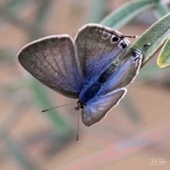 Lampides boeticus (Long-tailed Pea-blue) at Downer, ACT - 20 Apr 2021 by DonTaylor