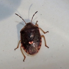 Pentatomoidea (superfamily) (Unidentified Shield or Stink bug) at Paddys River, ACT - 19 Apr 2021 by RodDeb