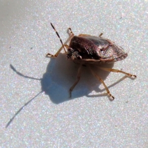 Pentatomoidea (superfamily) at Paddys River, ACT - 19 Apr 2021