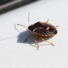 Pentatomoidea (superfamily) at Paddys River, ACT - 19 Apr 2021