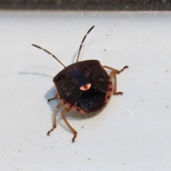 Pentatomoidea (superfamily) at Paddys River, ACT - 19 Apr 2021