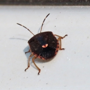 Pentatomoidea (superfamily) at Paddys River, ACT - 19 Apr 2021