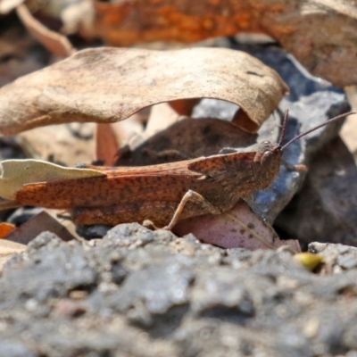 Goniaea australasiae (Gumleaf grasshopper) at Tidbinbilla Nature Reserve - 19 Apr 2021 by RodDeb