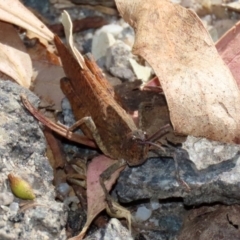 Goniaea australasiae at Paddys River, ACT - 19 Apr 2021 12:25 PM