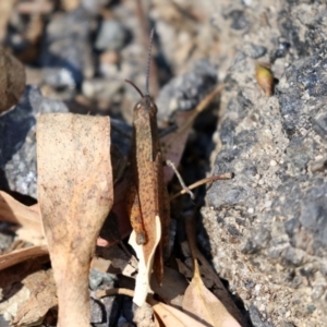 Goniaea australasiae at Paddys River, ACT - 19 Apr 2021