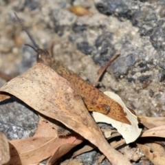 Goniaea australasiae at Paddys River, ACT - 19 Apr 2021 12:25 PM