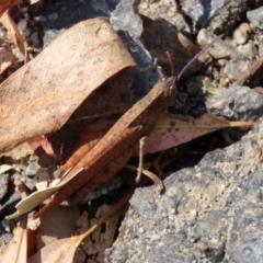 Goniaea australasiae at Paddys River, ACT - 19 Apr 2021 12:25 PM