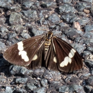 Nyctemera amicus at Paddys River, ACT - 19 Apr 2021 01:25 PM