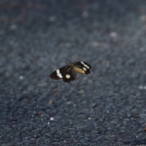 Nyctemera amicus at Paddys River, ACT - 19 Apr 2021 01:25 PM