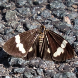 Nyctemera amicus at Paddys River, ACT - 19 Apr 2021 01:25 PM