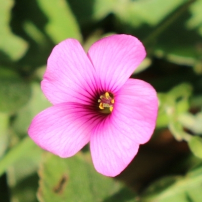 Oxalis articulata (Shamrock) at Tidbinbilla Nature Reserve - 19 Apr 2021 by RodDeb