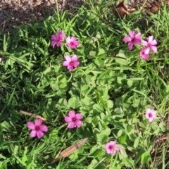 Oxalis articulata at Paddys River, ACT - 19 Apr 2021