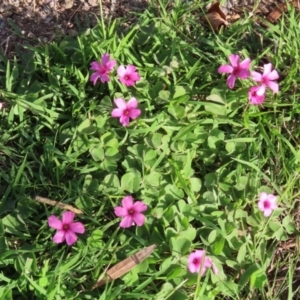 Oxalis articulata at Paddys River, ACT - 19 Apr 2021 03:35 PM