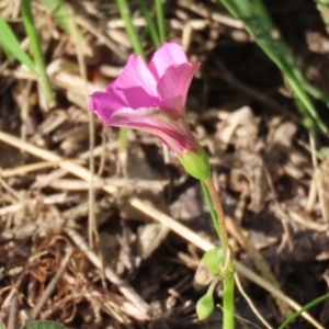 Oxalis articulata at Paddys River, ACT - 19 Apr 2021